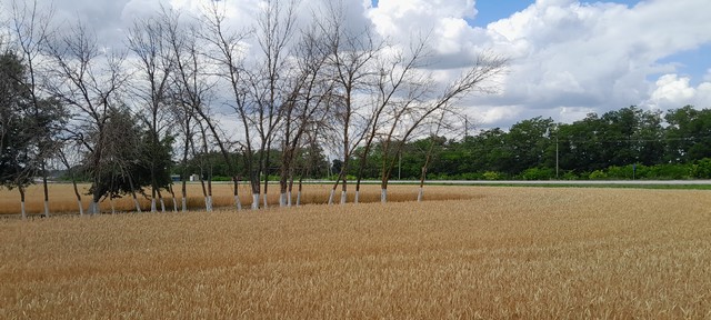 photo 07 07 2025 07